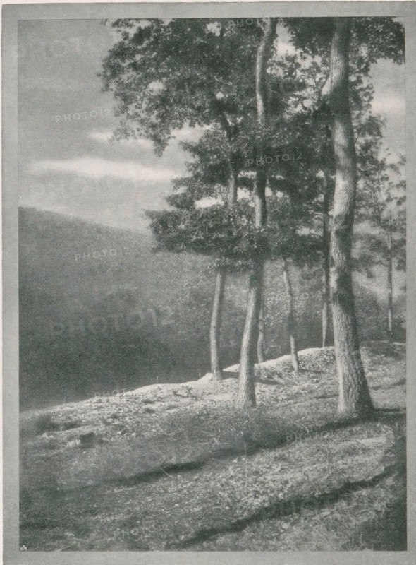 Eichen, Landscape with oak trees, page, photomechanical print, monogram: 'BX', photographer: Scholz, Th. & R., cliché maker: unknown, c. 1898 - in or before 1903, paper, autotypie, height 174 mm x width 129 mm, landscapes, trees: oak, A grayscale image showing a sloped rocky ground in the foreground with patches of grass and uneven stone surfaces, several tall tree trunks rising from the slope with leafy canopies concentrated near the top, a distant hill or ridge visible on the left under a cloudy sky, and shadows cast across the ground from the trees.
