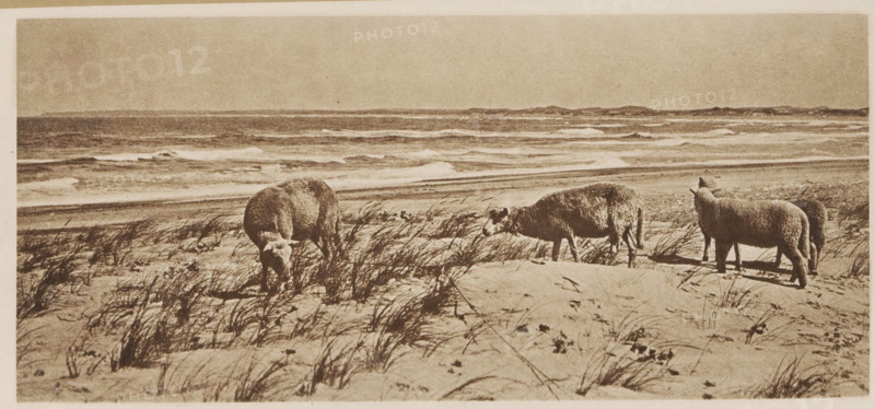 Im fernen west Dänemarks, Four sheep in the dunes by the sea, page, photomechanical print, inscription: 'Photographic Mitteilungen XL', photographer: Niels Adam Fischer, cliché maker: anonymous, c. 1898 - in or before 1903, paper, photoaquatint, height 99 mm x width 220 mm, dune coast, sheep, sea, A sepia-toned coastal scene showing a sandy beach with clumps of tall grass in the foreground and waves rolling in across the water in the background, and four sheep grazing among the beach grasses with two of them bent down eating, one facing sideways, and one standing more upright near the right edge.