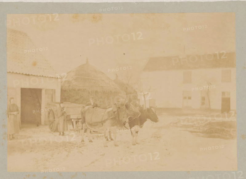 Farmer and farmer's wife with a cart pulled by two cows, photograph, page, c. 1888 - in or before 1893, photographer, paper, albumen print, height 118 mm x width 171 mm, farmers, cow, two-wheeled vehicle drawn by one animal, A faded photograph showing a courtyard scene with two oxen harnessed side by side in front of a cart, a person standing near the cart, and another person partially visible in a doorway; a large haystack and buildings with pitched roofs and shuttered windows are in the background, and bare trees stand near the buildings.