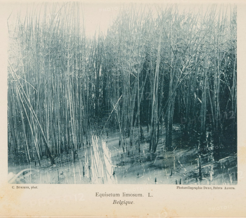 Hollow Pipe, Equisetum Limosum. L. Belgique, page, photomechanical print, inscription: 'Bull. Soc. de Geol. de Paleont. et d'Hydrol. Tome V. 1891. Mémpl. II.', photographer: Charles Bommer, maker: Dero, Frères, c. 1885 - in or before 1890, Charles Bommer, Dero, photographer, paper, collotype, photoprint, height 121 mm x width 151 mm, Print on third unnumbered page after page XXXIV of part 2., plants, vegetation, A monochrome photograph showing a dense stand of tall, thin reedlike stems rising from shallow water, the stems mostly vertical with a few leaning and intersecting, many bearing whorled, branchlike nodes; the water surface reflects the stems and shows ripples and scattered debris, while the background is filled with more stems fading into a lighter tone toward the top, and a pale border surrounds the image.