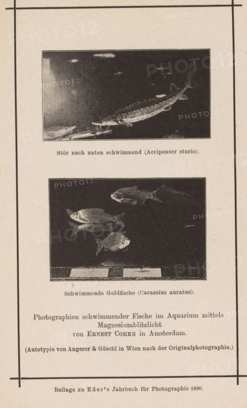 Two shots of fish in an aquarium, page, photomechanical print, inscription: 'Beilage zu Eder's Jahrbuh für Photographie 1890', photographer: Ernst Julius Cohen, cliché maker: Angerer & Göschl, C., c. 1885 - in or before 1890, Ernst Julius Cohen, Angerer & Göschl, photographer, cliché maker, paper, autotypie, height 95 mm x width 64 mm, Print on nineteenth unnumbered page after page 400., fishes, aquarium, bony fishes: sturgeon, A vertical page with two framed black-and-white photographs of fish set one above the other, each photograph surrounded by thin borders and centered on the page; the top photograph shows a long, streamlined fish with a pointed snout and a textured body swimming to the right against a dark background, while the bottom photograph shows several shorter, rounded fish with visible fins and scales arranged at different angles against a dark background with a lighter strip along the bottom edge; both photographs are separated by a line of printed text below the top ima...