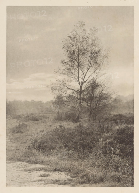 On Hampstead Heath, View of Hampstead Heath, page, photomechanical print, photographer: Karl Greger, Hampstead Heath, cliché maker: Photochromatic Printing Co., c. 1889 - in or before 1894, London, paper, collotype, photoprint, height 167 mm x width 117 mm, landscapes, A tall, slender tree with thin branches and sparse leaves stands in the center-right of a grassy, slightly overgrown field, with lower shrubs and clumps of grass in the foreground and a low, hazy treeline in the distant background; the sky above is pale and softly textured with faint cloud formations.