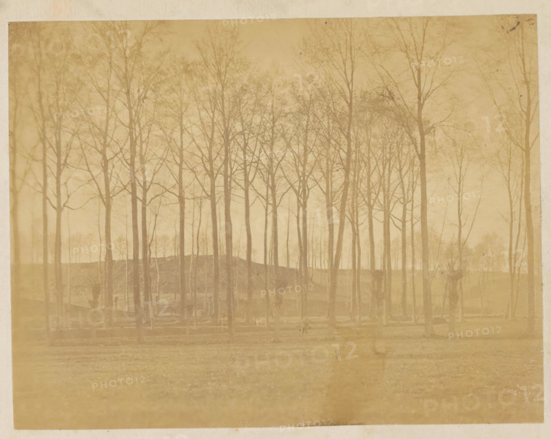 Landscape with trees, photograph, page, c. 1869 - in or before 1871, photographer, paper, albumen print, height 123 mm x width 160 mm, Photo opposite title page., landscapes, A faded sepia-toned photograph of a stand of tall bare trees with thin trunks and many branching twigs, arranged across a gentle ridge; the foreground shows a flat grassy area with faint horizontal lines, and the background contains more distant trees and a hazy sky, all framed by a lighter border around the image.