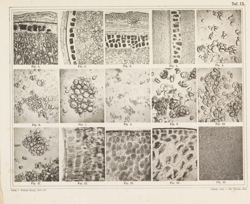Sheet with microscopic images of the cell structure of fifteen types of flour and starch, page, photomechanical print, number: 'Taf. IX', photographer: attributed to Franz Friedrich Bernard Elsner, cliché maker: Wigand, Photographische anstalt Otto, Zeitz, publisher: Wilhelm Knapp Verlag, Halle an der Saale, c. 1875 - in or before 1885, Saxony-Anhalt, Attributed to, paper, collotype, photoprint, height 231 mm x width 305 mm, Image opposite page 6., flour, microscope, A rectangular sheet divided into a grid of smaller rectangular panels, each panel containing a close-up monochrome image showing textured organic patterns and clustered rounded forms that resemble cellular structures or bubbles, with variations including tightly packed irregular shapes, layered elongated cells, loose clusters of spherical elements, and granular fields; thin borders separate the panels and a narrow margin surrounds the sheet, which shows slight discoloration and spotting near the edges.