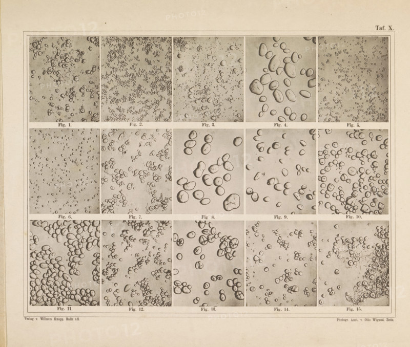 Sheet with microscopic images of the cell structure of fifteen types of flour and starch, page, photomechanical print, number: 'Taf. ' 1875 - in or before 1885, Franz Friedrich Bernard Elsner, Wigand, Photographische anstalt Otto, Wilhelm Knapp Verlag, photographer, publisher, Saxony-Anhalt, Halle an der Saale, Attributed to, paper, collotype, photoprint, height 231 mm x width 305 mm, Image opposite page 6., flour, microscope, A large aged sheet divided into a grid of rectangular panels each containing close-up photographic images of many small round and irregularly shaped pebble-like forms on a textured background, with narrow borders between panels and small captions beneath each panel, all rendered in a sepia tone on a slightly darker outer margin.