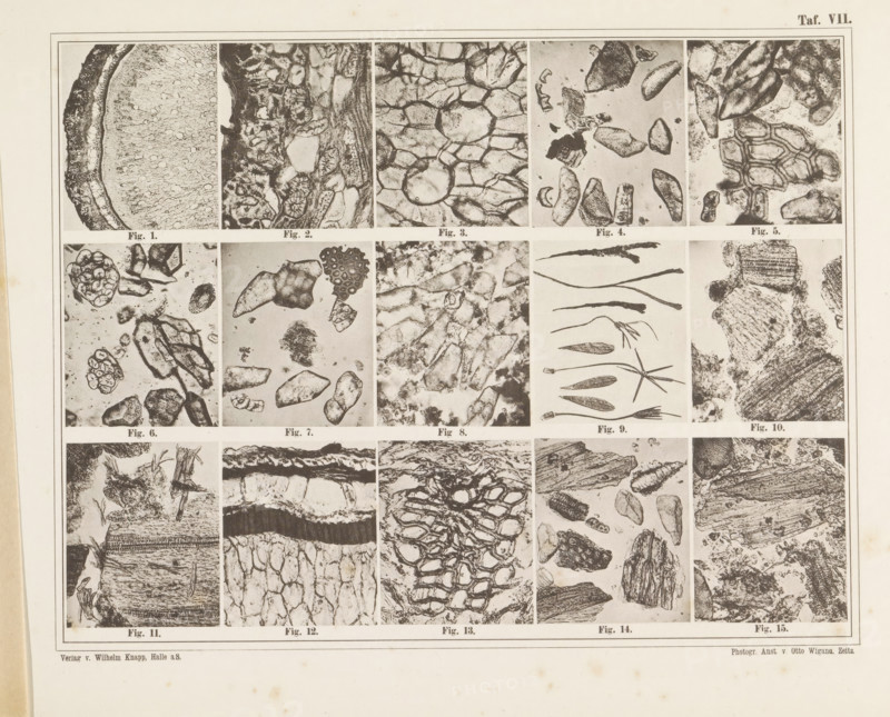 Sheet with fifteen microscopic images of the cell structure of pepper, saffron and cardamom, page, photomechanical print, number: 'Taf. VII.', photographer: attributed to Franz Friedrich Bernard Elsner, cliché maker: Wigand, Photographische anstalt Otto, Zeitz, publisher: Wilhelm Knapp Verlag, Halle an der Saale, c. 1874 - in or before 1884, Saxony-Anhalt, Attributed to, paper, collotype, photoprint, height 231 mm x width 305 mm, Image opposite page 10., microscope, pepper, seasonings, spices: saffron, A large rectangular page divided into a grid of small rectangular panels containing close-up black-and-white images of textured surfaces and organic fragments, each panel showing varied patterns such as circular cell-like shapes, irregular cracked surfaces, elongated seedlike forms, layered fibrous structures, and clusters of granular pieces; the panels are framed by thin borders and arranged in rows and columns with narrow white margins between them, and the overall sheet has a wide bla...