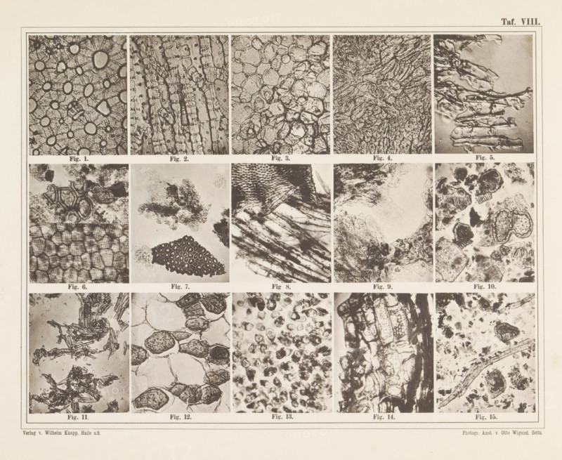 Sheet with fifteen microscopic images of the cell structure of fillers such as flour, wood and bran, page, photomechanical print, number: 'Taf. VIII.', photographer: attributed to Franz Friedrich Bernard Elsner, cliché maker: Wigand, Photographische anstalt Otto, Zeitz, publisher: Wilhelm Knapp Verlag, Halle an der Saale, c. 1874 - in or before 1884, Saxony-Anhalt, Attributed to, paper, collotype, photoprint, height 231 mm x width 305 mm, Image opposite page 10., microscope, A rectangular sheet divided into a grid of smaller rectangular panels, each panel containing a close-up monochrome image of textured organic or cellular patterns; the top row shows a variety of circular and elongated cell-like structures, fibrous strands, and layered formations with high contrast, while the middle and lower rows continue with irregular clusters, honeycomb-like meshes, streaked fibrous bands, and mottled granular areas; thin borders separate each panel and a wider margin frames the sheet, with the o...