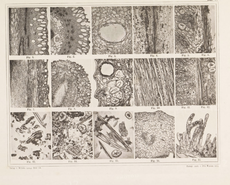 Sheet with seventeen microscopic images of the cell structure of cloves and vanilla, page, photomechanical print, number: 'Taf. V.', photographer: attributed to Franz Friedrich Bernard Elsner, cliché maker: Wigand, Photographische anstalt Otto, Zeitz, publisher: Wilhelm Knapp Verlag, Halle an der Saale, c. 1874 - in or before 1884, Saxony-Anhalt, Attributed to, paper, collotype, photoprint, height 231 mm x width 305 mm, Image after page 9., microscope, seasonings, spices (CLOVE), A large rectangular print divided into a grid of rectangular panels showing detailed black-and-white close-up images of textured organic structures and fragments, including rounded cellular patterns, fibrous layers, concentric rings, elongated needle-like shapes, and irregular clustered pieces; each panel contains a distinct microscopic or cross-sectional view with varying contrasts and fine line work, and thin margins frame the entire composition.