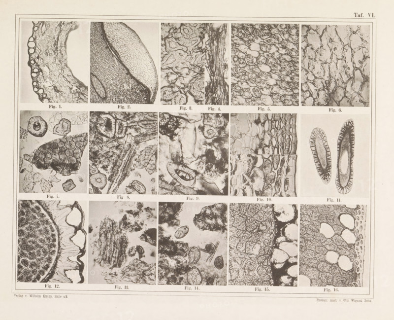 Sheet with sixteen microscopic images of the cell structure of allspice, chilli, mace and nutmeg, page, photomechanical print, number: 'Taf. VI.', photographer: attributed to Franz Friedrich Bernard Elsner, cliché maker: Wigand, Photographische anstalt Otto, Zeitz, publisher: Wilhelm Knapp Verlag, Halle an der Saale, c. 1874 - in or before 1884, Saxony-Anhalt, Attributed to, paper, collotype, photoprint, height 231 mm x width 305 mm, Image after page 9., microscope, pepper, A rectangular page with a grid of small rectangular photographic panels showing close-up black-and-white images of textured organic forms and cellular structures separated by thin borders, arranged in rows and columns within a double-lined outer frame, with each panel containing varied patterns such as rounded cavities, layered fibrous strands, clustered granular masses, elongated tubular shapes, and irregular porous networks, all rendered in grayscale with contrasting light and dark areas and subtle shading differe...