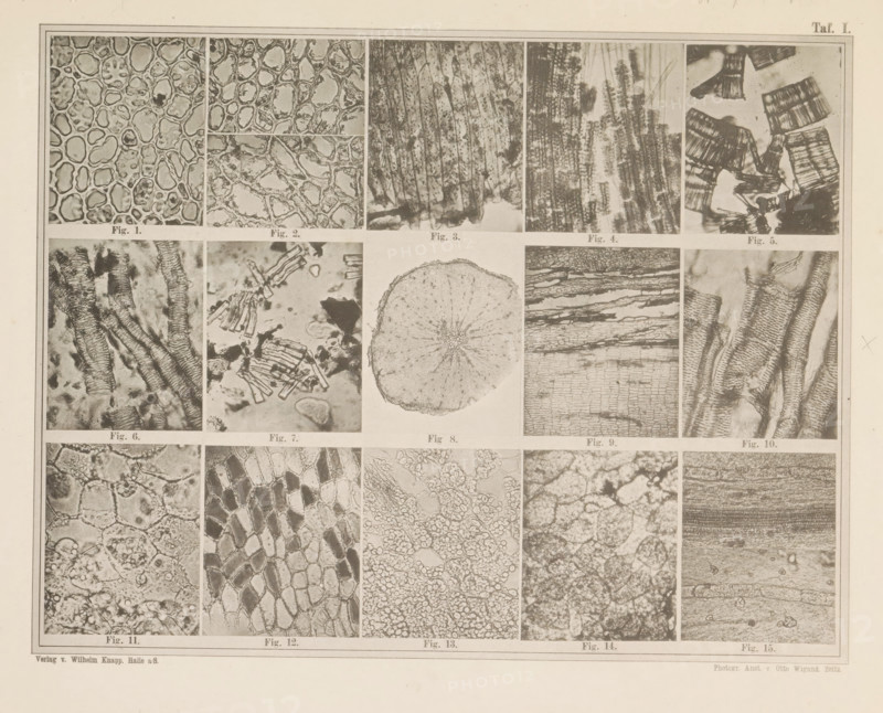 Sheet with fifteen microscopic images of the cell structure of coffee and coffee substitutes, page, photomechanical print, number: 'Taf. I.', photographer: attributed to Franz Friedrich Bernard Elsner, cliché maker: Wigand, Photographische anstalt Otto, Zeitz, publisher: Wilhelm Knapp Verlag, Halle an der Saale, c. 1874 - in or before 1884, Saxony-Anhalt, Attributed to, paper, collotype, photoprint, height 231 mm x width 305 mm, Image after page 9., coffee, microscope, A large rectangular sheet displays a grid of close-up, grayscale photographic panels showing various organic textures and patterns; the top row contains cell-like rounded shapes, elongated fibrous columns, and fragmentary layered blocks, each panel bordered and separated by thin lines; the middle area includes vertical and horizontal woodlike striations, a circular cross-section with radiating internal structures, and more textured strips with repeating rectangular elements; the lower rows show diverse cellular meshes, h...