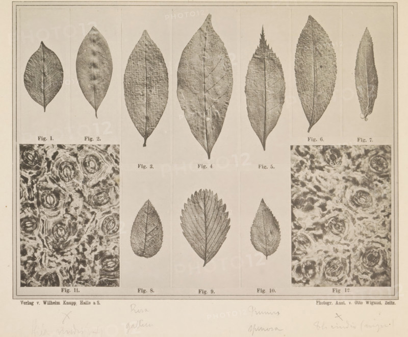 Sheet with fifteen images and microscopic images of tea leaves and other leaves for making tea, page, photomechanical print, number: 'Taf. II.', photographer: attributed to Franz Friedrich Bernard Elsner, cliché maker: Wigand, Photographische anstalt Otto, Zeitz, publisher: Wilhelm Knapp Verlag, Halle an der Saale, c. 1874 - in or before 1884, Saxony-Anhalt, Attributed to, paper, collotype, photoprint, height 231 mm x width 305 mm, Image after page 9., tea (leaves), microscope, A sepia-toned print divided into rectangular panels showing various leaf specimens and textured close-ups, with a top row of elongated leaves of different shapes and margins, the central area displaying three vertically oriented leaves with distinct vein patterns flanked by two panels of swirling, circular textured imagery, and a thin decorative border surrounding the entire composition.