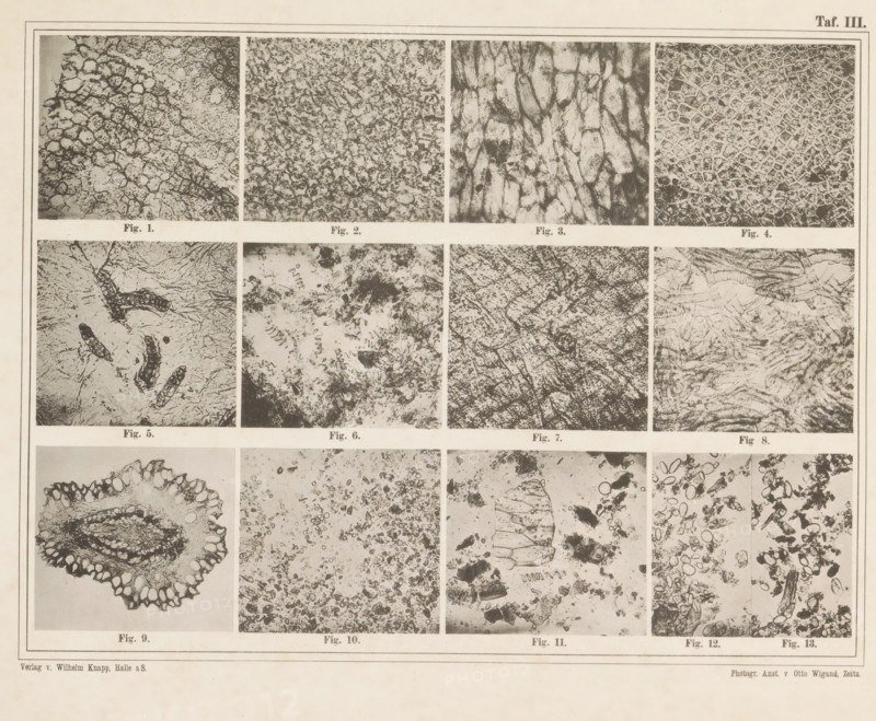 Sheet with thirteen microscopic images of cocoa, page, photomechanical print, number: 'Taf. III.', photographer: attributed to Franz Friedrich Bernard Elsner, cliché maker: Wigand, Photographische anstalt Otto, Zeitz, publisher: Wilhelm Knapp Verlag, Halle an der Saale, c. 1874 - in or before 1884, Saxony-Anhalt, Attributed to, paper, collotype, photoprint, height 231 mm x width 305 mm, Image opposite page 8., microscope, chocolate, cocoa, A large rectangular sheet divided into a grid of smaller rectangular panels, each panel showing a different close-up black-and-white texture or pattern resembling microscopic or cellular structures, with thin borders around the panels and narrow margins; the top row contains four panels with dense irregular networks and mosaic-like tessellations, the middle rows show varied fibrous, granular, and layered patterns including elongated segmented shapes and swirling marks, and the lower row includes an oval cross-sectional form with a scalloped edge and ...