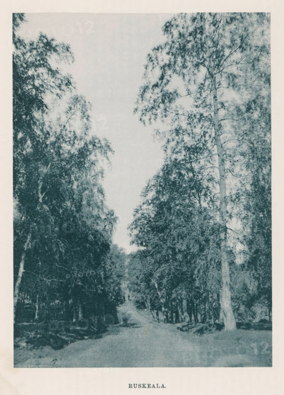 Buskeala., View of a path through a forest, page, photomechanical print, photographer: Impi Backman, cliché maker: anonymous, printer (person): Weilin & Göös, c. 1888 - c. 1893, printer (person), paper, autotypie, height 217 mm x width 159 mm, road, path, trees, Karelia, A vertical, monochrome image showing a narrow dirt path running away from the viewer and flanked on both sides by tall trees with dense foliage, the canopy opening to a pale sky above; trunks and branches create textured, shadowed areas near the ground while lighter leaves and thin branches reach upward, and the overall scene has a grainy, printed appearance with a pale border surrounding the image.