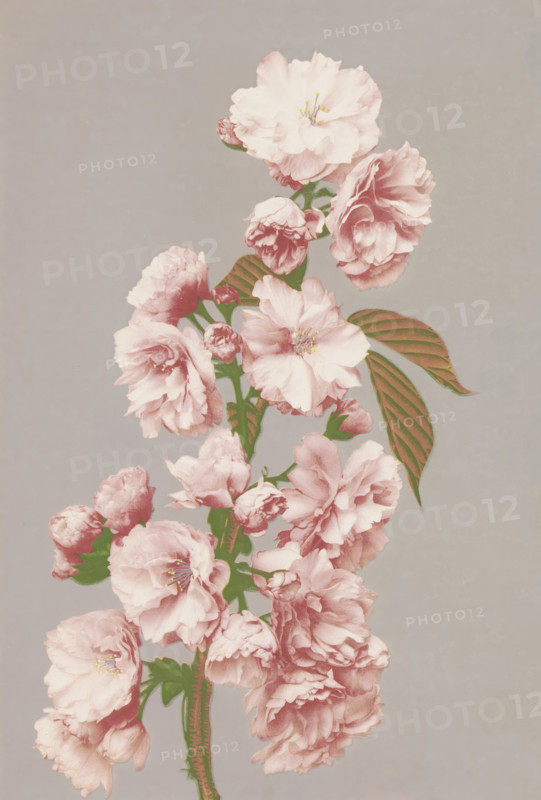 Cherry blossom, page, photomechanical print, photographer: attributed to Kazumasa Ogawa, Japan, cliché maker: anonymous, c. 1887 - in or before 1897, printer (person), colorer (graphic design artist), Attributed to, paper, collotype, photographie peinte, hand coloring, height 271 mm x width 189 mm, Print for page 75., trees: cherry-tree (flowers, blossom, blossoming), A vertical arrangement of pale pink clustered blossoms on a green stem set against a muted gray background, with multiple fully opened flowers showing layered ruffled petals and visible central stamens, several partially opened buds, and elongated green leaves with visible veins.