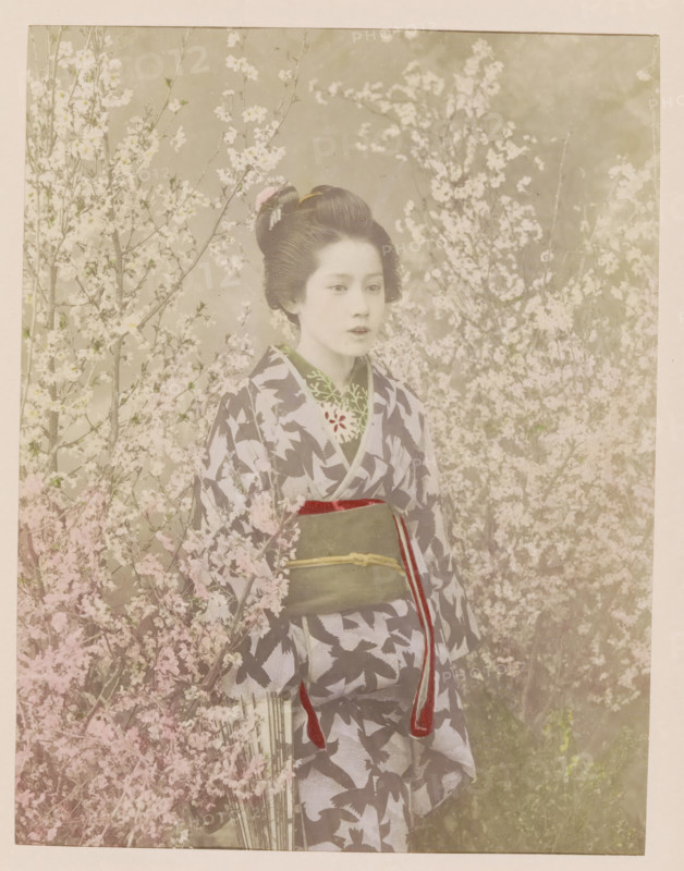 Portrait of a geisha among cherry blossoms, photograph, page, photographer: attributed to Kazumasa Ogawa, Japan, c. 1887 - in or before 1897, colorer (graphic design artist), Attributed to, paper, albumen print, hand coloring, height 243 mm x width 187 mm, Photo for page 129., adult woman, folk costume, regional costume, dress, gown, trees: cherry-tree (flowers, blossom, blossoming), A young woman stands among branches covered in pale blossoms, wearing a patterned robe with dark leaf shapes on a light background and a wide sash tied at her waist with a thin cord and hanging decorative ends; her hair is styled up with a floral hair ornament, her face is calm and lightly made up, and soft pastel tones and floral branches fill the surrounding space creating a delicate, muted backdrop.