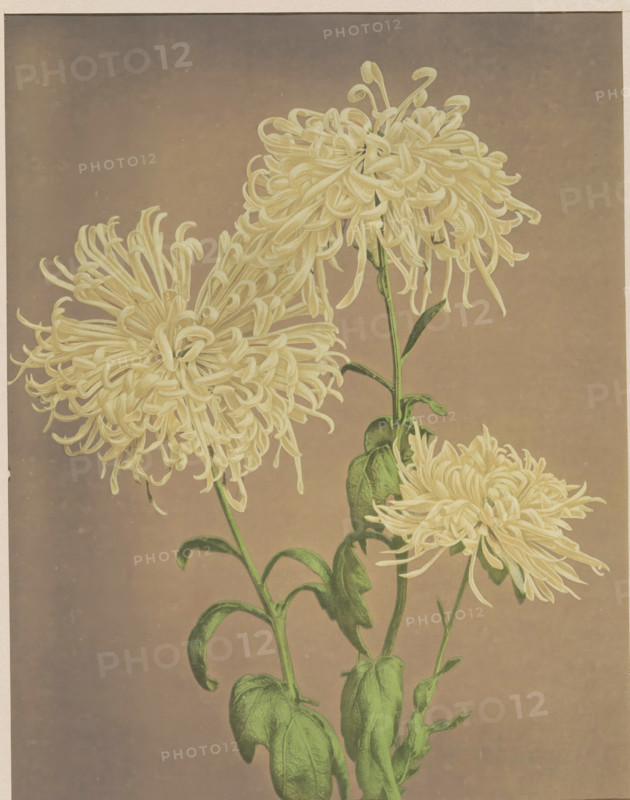 Three yellow chrysanthemums, page, photomechanical print, photographer: attributed to Kazumasa Ogawa, Japan, cliché maker: anonymous, c. 1887 - in or before 1897, printer (person), colorer (graphic design artist), Attributed to, paper, collotype, photographie peinte, hand coloring, height 253 mm x width 198 mm, Print for page 231., flowers, Three large pale flowers with many thin curling petals sit atop tall green stems with elongated leaves, set against a soft muted background.