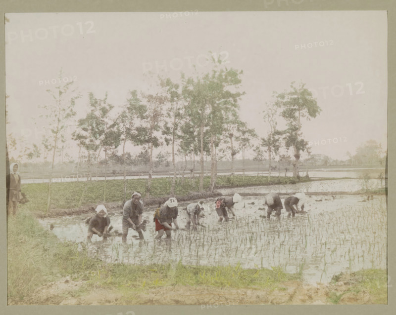 Farmers planting rice in a rice field, photograph, page, Japan, c. 1887 - in or before 1897, photographer, colorer (graphic design artist), paper, albumen print, hand coloring, painted photograph, height 188 mm x width 245 mm, Photo for page 259., farmers, sawahs, rice paddies, A group of people bent over and standing in a flooded field with water and young plants, wearing simple clothing and head coverings, with some holding bundles of plants, a row of slender trees with sparse foliage behind them, a strip of green grass and muddy embankment in the foreground, shallow reflective water extending across the scene, and a pale sky above.