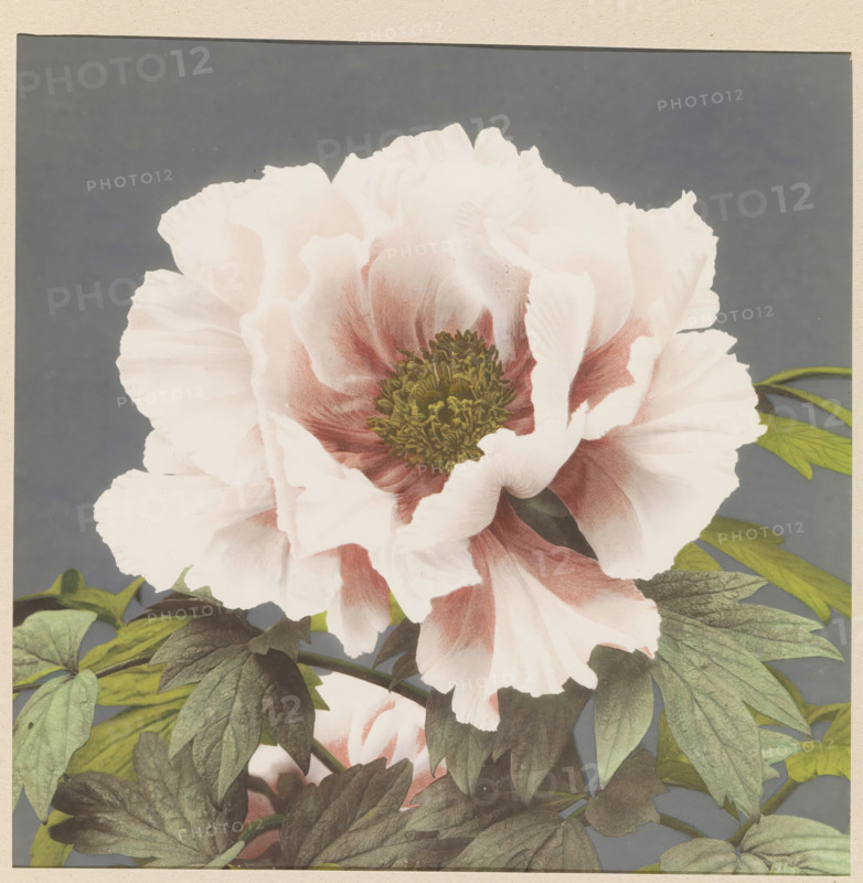 Pony, page, photomechanical print, photographer: attributed to Kazumasa Ogawa, Japan, cliché maker: anonymous, c. 1887 - in or before 1897, printer (person), colorer (graphic design artist), Attributed to, paper, collotype, photographie peinte, hand coloring, height 211 mm x width 212 mm, Print for page 269., plants and herbs: peony, A close-up of a large pale flower with ruffled petals showing soft gradients of white and blush pink and darker rose tones near the center, an intricate greenish-yellow stamen cluster at its core, and layered green leaves with visible veins surrounding the blossom against a flat muted gray background.