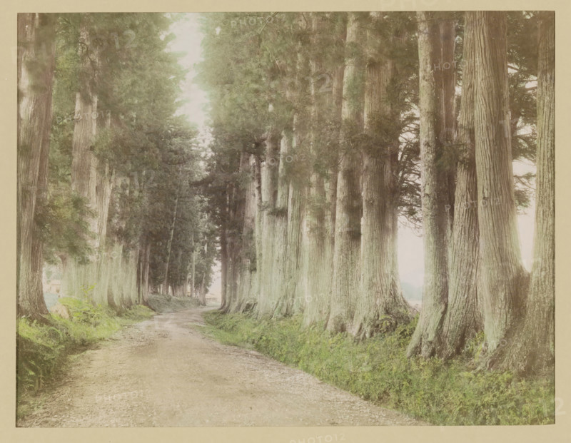 Road to Nikko with Japanese cedars, photograph, page, Japan, c. 1887 - in or before 1897, photographer, colorer (graphic design artist), paper, albumen print, hand coloring, photographie peinte, height 187 mm x width 243 mm, Photo for page 275., public road, trees, A wide dirt path runs into the distance between tall, straight tree trunks that form two dense rows, with thick textured bark and some low roots visible at their bases; the ground beside the path is covered with green grass and foliage, and the trees have leafy canopies creating a shaded, vertical corridor with light filtering through the branches.