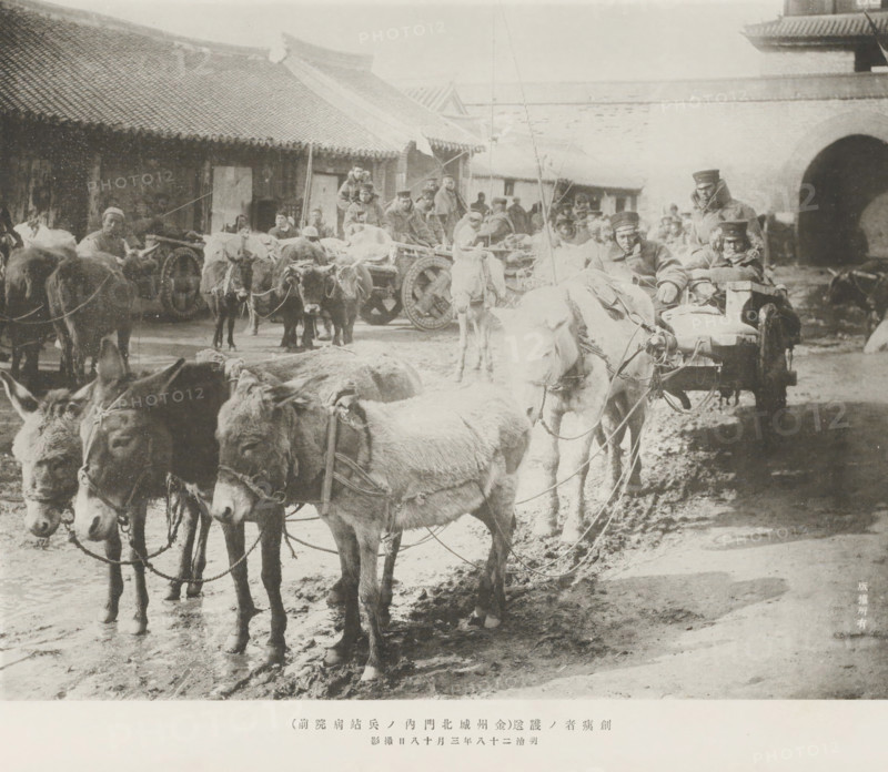 The conveyance of the wounded (in front of the depot hospital inside the north gate of Kinchow castle), page, photomechanical print, inscription: 'The fall of Kinchow.', photographer: Ordnance Survey, Chinchow, cliché maker: Kazumasa Ogawa, Japan, 1895-03-18, paper, collotype, photoprint, height 223 mm x width 285 mm, ass, donkey, transport of the sick, wounded and dead by vehicle, A muddy street scene with a group of donkeys and oxen harnessed to wooden carts in front of low tiled-roof buildings, many animals in the foreground standing close together with ropes and harnesses visible, cart wheels and wooden shafts among them, several men wearing heavy coats and hats seated on or standing by the carts, a few figures clustered near a building entrance, a large arched gateway visible at one side, and a crowd of people and more carts extending into the background.