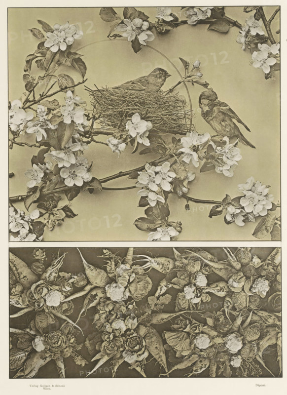 Two areas with apple blossoms, birds and vegetables, page, photomechanical print, number: '84.', Austria, publisher: Gerlach & Schenk, Vienna, c. 1887 - in or before 1897, Lower Austria, paper, collotype, photoprint, height 405 mm x width 320 mm, vegetables, birds (animals nesting, making nests, lodges, webs, etc.), fruits: apple (flowers, blossom, blossoming), A vertical image divided into an upper section showing a woven bird nest perched on a branch surrounded by flowering branches with clustered pale blossoms and elongated leaves, two small birds near the nest with one perched on the branch and the other sitting on the nest, and a circular handle-like element behind the nest, and a lower section filled with a dense, textured arrangement of root vegetables and leafy rosettes arranged tightly against a dark background, all rendered in a monochrome, sepia-toned photographic style.