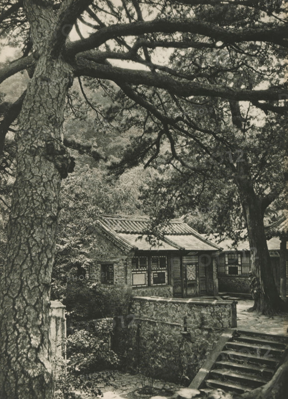 View of a house among trees, page, photomechanical print, photographer: Donald Mennie, Beijing, cliché maker: anonymous, c. 1915 - in or before 1920, paper, rotogravure, height 278 mm x width 203 mm, trees, rural housing, eg country-house, villa, cottage, China, A large tree trunk and thick horizontal branches fill the upper and left portions of the image, their textured bark and needle-like foliage creating a dense canopy. Beneath the branches, a tiled-roof building with patterned windows and a central doorway sits partially obscured by trees and shrubs. In front of the building, a stone wall and a set of worn stone steps descend into a shaded area framed by vegetation. The scene is monochrome, with strong contrasts between the dark tree silhouettes and the lighter background foliage and architectural surfaces.