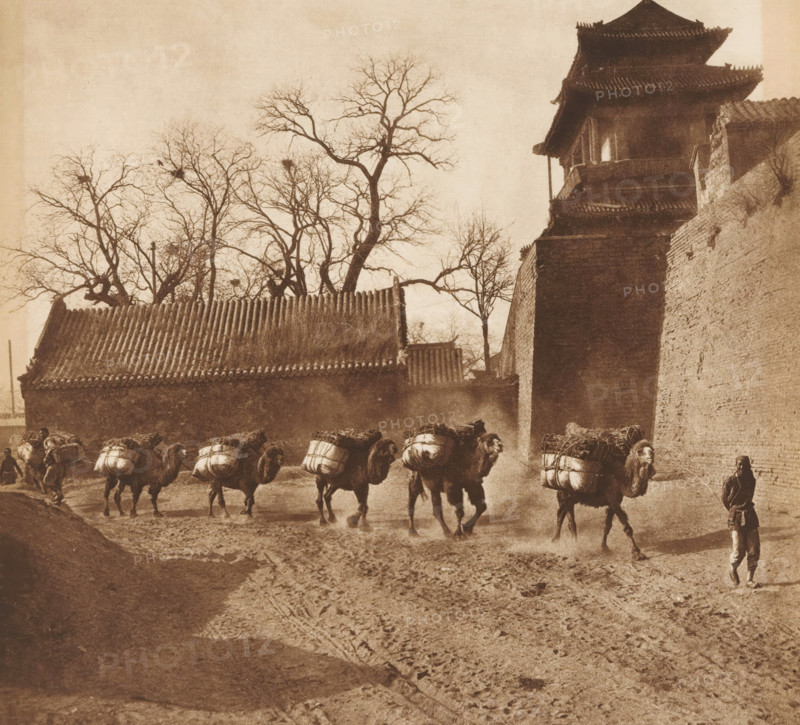 Camels on a path past a building, page, photomechanical print, photographer: Donald Mennie, Beijing, cliché maker: anonymous, c. 1915 - in or before 1920, paper, rotogravure, height 204 mm x width 224 mm, road, path, hoofed animals: camel, civic architecture, edifices, dwellings, A sepia-toned street scene showing a line of camels walking along a muddy road, each camel carrying large bundled loads on its back, with a person walking alongside the lead camel holding a rope and another person visible at the rear of the line, a high brick wall and a multi-tiered traditional roofed building rise to the right, lower tiled roofs and bare leafless trees with visible branches fill the middle and left background, and rutted muddy ground with footprints and tracks occupies the foreground.