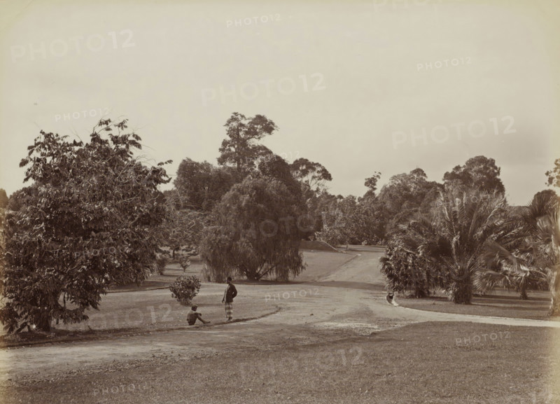 Bot. Garden, Woman and a boy in the botanical garden of (presumably) Singapore, album page, photograph, Part of Album with 50 photos of a trip through Southeast Asia., check stamp: 'GR Lambert Singapore', negative number: '49', photographer: GR Lambert & Co., Singapore, c. 1870 - c. 1900, paper, albumen print, height 209 mm x width 274 mm, botanic garden, 'hortus botanicus', A wide grassy landscape with a dirt path curving through the scene and bordered by various trees and large shrubs, including tall leafy trees on the left, a dense cluster of trees and a drooping tree near the center, and palm-like plants on the right; near the foreground two people are visible on the path, one seated on the ground and the other standing nearby, both wearing simple clothing, and a small rounded shrub sits close to them; the sky above is light and mostly clear.
