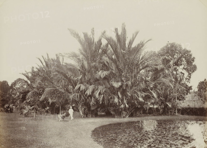 Saga Palms, Bot. Garden, Man posing in front of sago palms in the botanical garden of (presumably) Singapore, album page, photograph, Part of Album with 50 photos of a trip through Southeast Asia., check stamp: 'GR Lambert Singapore', negative number: '42', photographer: GR Lambert & Co., Singapore, c. 1870 - c. 1900, paper, albumen print, height 207 mm x width 273 mm, botanic garden, 'hortus botanicus', A wide scene of a grassy area with a large cluster of tall palm trees and broad fronds occupying the center and right side, smaller palms and trees visible in the background, a curved pond with rippled water in the lower right foreground, and a person dressed in light clothing standing near the palms with a dog nearby.