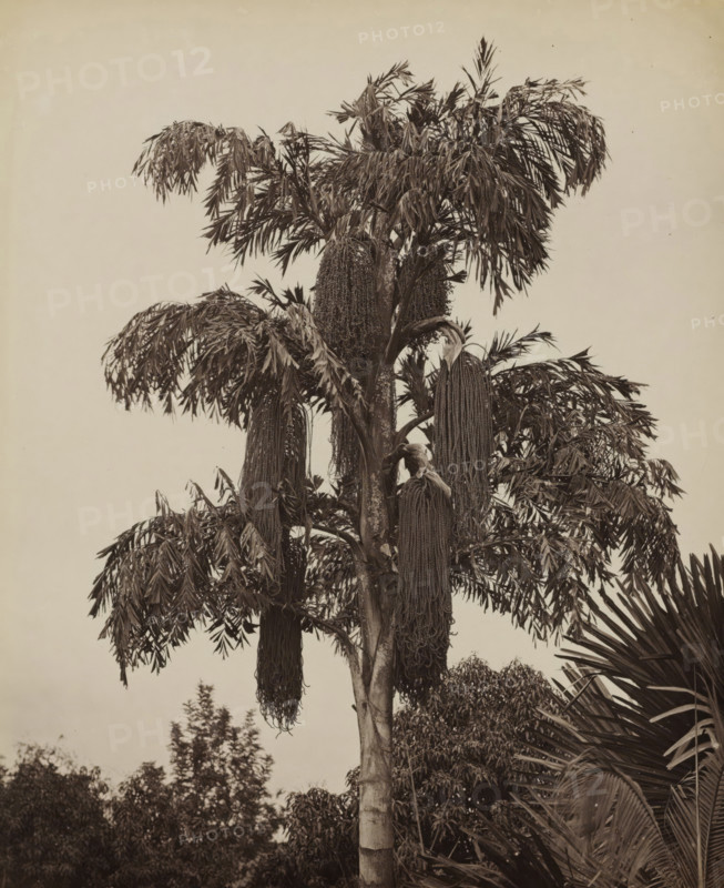 Sugar palm (Caryota Urens), presumably in Ceylon, Caryota Urens (Kitul), album page, photograph, Part of Album with 50 photos of a trip through Southeast Asia., photographer: Charles T. Scowen & Co., Sri Lanka, c. 1875 - c. 1880, South Asia, paper, albumen print, height 280 mm x width 212 mm, trees: palm-tree, A tall palm-like tree fills the frame with a straight textured trunk and multiple large drooping clusters of long, thin, beaded seed pods hanging from the crown; the crown has numerous arching fronds made of narrow lance-shaped leaflets, some fronds sagging heavily; surrounding the main trunk are other leafy plants and palms with layered foliage visible at the lower and right edges, and the sky in the background appears pale and empty.