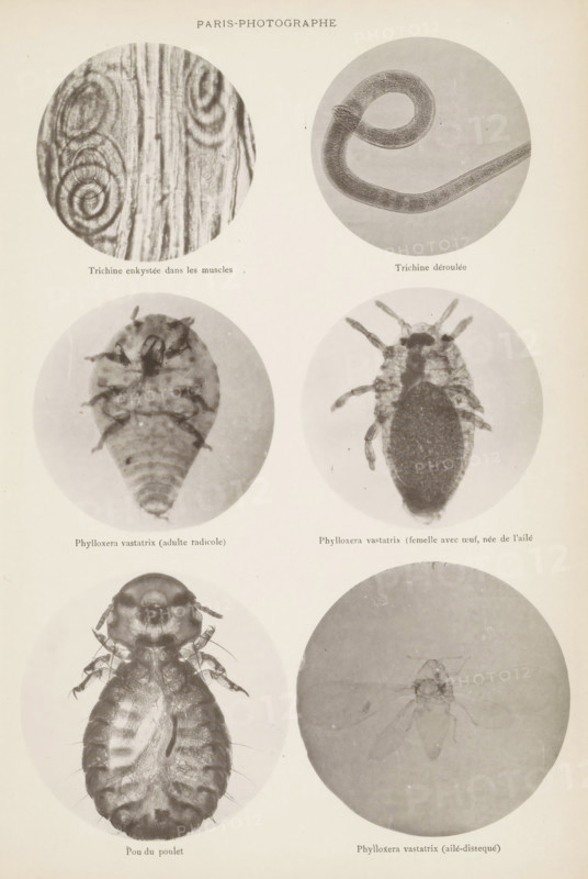 Overview of microscopic enlargements, page, photomechanical print, Top two hairworms, middle two aphids, bottom two aphids., inscription: 'Trichine enkystée, Phylloxera vastatrix (aillé-dissequé)', France, c. 1881 - in or before 1891, paper, collotype, photogravure, height 270 mm x width 180 mm, Prints for page 393., worms, insects: louse, A vertical page showing six circular photographic images arranged in two columns and three rows, each circle containing a close-up subject; top left circle shows concentric spiral shapes against a textured background, top right circle shows a coiled elongated tubular form on a plain background, middle left circle shows an oval-bodied insect viewed from above with segmented sections and small appendages, middle right circle shows another oval insect with a darker central area and multiple short legs, bottom left circle shows a larger insect with a rounded body and fine hairs visible along its edges, and bottom right circle shows a faint outline of a w...