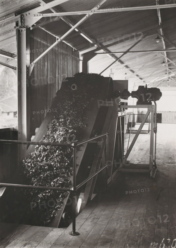 Conveyor belt, photograph, Wet leaf conveyor belt at the Pasir Randoe tea factory on Java. Part of the binder containing photographs of machines from NV Machinefabriek Braat in Surabaya and Sukabumi intended for the Dutch tea industry on Java and Sumatra, from the period 1931-1937., Java, 1931 - 1937, photographer, paper, gelatin silver print, height 175 mm x width 126 mm, Person, NV Machinefabriek Braat, colonial system, factory-interior, machine shop, tea (leaves), machines, parts of machines, tools and appliances, (non-fruit) products of plants or trees (with NAME), economic history, overseas history, tea culture, business history, Period, An interior industrial scene showing a sloped conveyor belt carrying a pile of shredded or leafy material toward a large cylindrical drum, supported by a metal frame and guard railing, beneath a pitched corrugated roof with exposed beams and trusses; wooden plank flooring runs beneath the machinery, and a motor or gearbox assembly is mounted on a ...