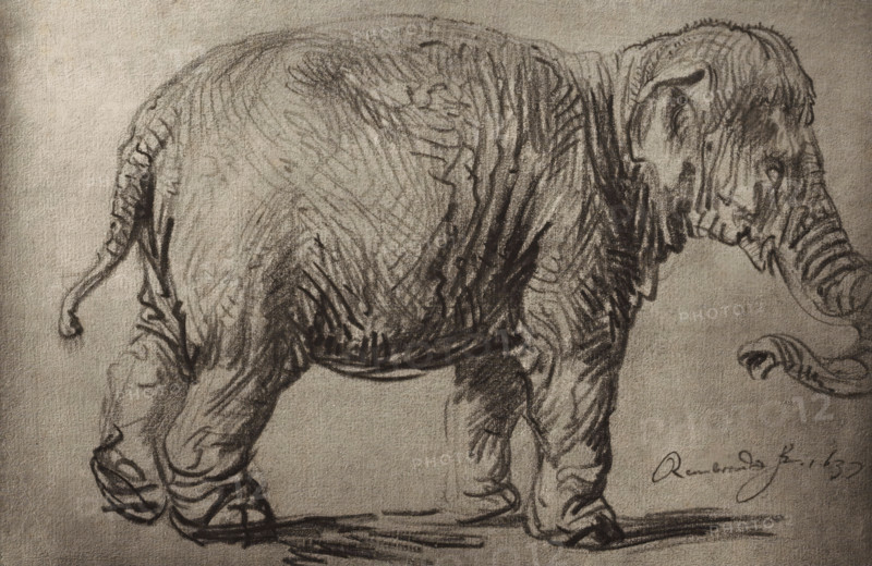 Photo reproduction of a drawing by Rembrandt (elephant), photograph, publisher: Adolphe Braun & Cie., 1880 - 1900, pasteboard, paper, carbon print, paper on cardboard, height 232 mm x width 360 mm, trunked animals: elephant, A charcoal sketch of an elephant shown in profile facing right, rendered on textured paper with visible shading and contour lines that emphasize the wrinkled skin; the head shows a curved ear, a detailed eye area, and a trunk curling downward and partially coiled at the tip, while the body displays dense crosshatching and varied stroke marks to indicate volume and texture; the legs are thick with pronounced folds and rounded feet, the tail extends behind with a tufted end, and there are shadow strokes beneath the feet.