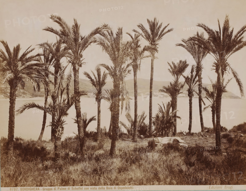Palm trees near Bordighera and view of the Bay of Ospedaletti, Italy, Gruppo di Palme di Scheffel con vista della Baia di Ospedaletti, Bordighera, photograph, collector's mark: 'VOSMAER', number: '8707.', photographer: Carlo Brogi (possibly), publisher: Edizioni Brogi, Florence, 1881 - 1900, Carlo Brogi, Edizioni Brogi, photographer, publisher, Tuscany, pasteboard, paper, albumen print, height 316 mm x width 422 mm, trees, gulf, bay, Ospedaletti, A cluster of tall palm trees with textured trunks and fanlike fronds fills the middle and foreground, standing on grassy, uneven ground with scattered low shrubs and a rectangular stone slab partially sunk into the earth. Behind the palms a calm body of water stretches across the scene, and beyond it low rolling hills rise toward the horizon. The sky above is pale and clear, and the overall image has a muted, sepia-toned appearance.