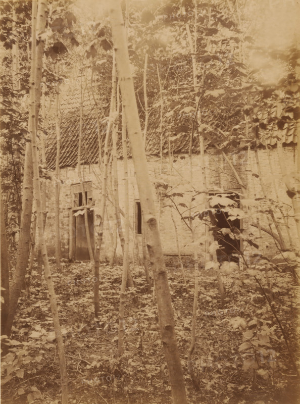Dekema State in Weidum during the demolition, photograph, annotation: 'Weidum (Fr), Dekema State, list 1902', annotation: 'Weidum, Weidum, Dekema, gem. Baarderadeel', photographer: AJM Mulder (possibly), 1902, Attributed to, paper, pasteboard, albumen print, albumendruk, height 225 mm x width 167 mm, villa, A sepia-toned photograph shows a dense foreground of thin tree trunks and leafy undergrowth obscuring a brick building with a tiled roof; the building has rectangular openings and a doorway, and the scene includes scattered branches and leaves on the ground with foliage partially covering the facade.