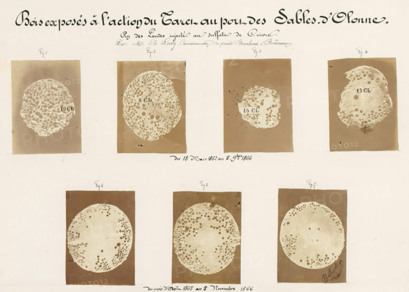Bois exposés à l'action du Taret au port des Sables-d'Olonne, Seven pieces of wood affected by worms, from the port of Les Sables-d'Olonne, France, photograph, annotation: 'Pin des Landes injecté au sulfate de Cuivre, 5 Novembre 1866', signature: 'B. Crolet', number: 'Pl. XI.', photographer: B. Crolet (possibly), in or before 1867, B. Crolet, photographer, paper, pasteboard, albumen print, albuminedruk, height 332 mm x width 441 mm, wood, timber, building material, worms, A faded off-white sheet with a grid of rectangular brown panels, each panel containing a circular pale cross-section with porous patterns and irregular holes, arranged in two horizontal rows; ornamental cursive headings appear across the top in dark ink, smaller cursive notations sit above and between the panels, and there are signatures or ink marks near some panels; the overall image shows slight stains and age spots on the paper and faint border lines around the panels.