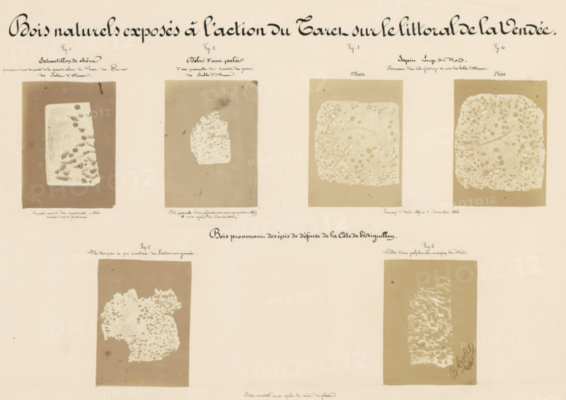 Six pieces of wood affected by worms, taken from the coastline in Vendée, France, Bois naturels exposés à l'action du Taret sur le littoral de la Vendée, photograph, number: 'Pl. VIII.', annotation: 'Fig. 1, Echantillon de chêne, mise en place.', signature: 'B. Crolet', photographer: B. Crolet (possibly), in or before 1867, B. Crolet, photographer, paper, pasteboard, albumen print, albumendruk, height 332 mm x width 441 mm, wood, timber, building material, worms, A pale background with a large decorative heading near the top, beneath which are a grid of rectangular panels showing pale, irregular textured shapes on darker rectangular fields, each panel topped by small handwritten labels and spaced with wide margins, with additional handwritten script centered between the upper and lower rows and a signature near the lower right, the overall palette consisting of beige, tan, and brown tones with high-contrast pale textured foam- or sponge-like forms inside the darker rectangles.
