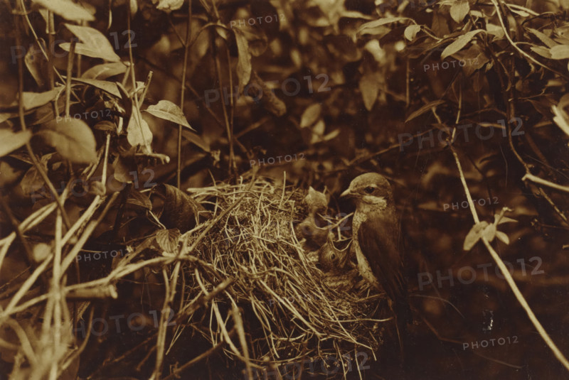 Female bird on her nest with young, Grey Warbler at her nest with young, photograph, annotation: 'Grey Warbler at her nest with young', signature: 'foto R. Tepe', photographer: Richard Tepe, Netherlands, 1900 - 1928, paper, gelatin silver print, developed gelatin silver print, height 222 mm x width 163 mm, used for cover of book Rinke Tolman, Vogelkens, A sepia-toned close-up of a nest tucked among dense leafy branches, showing dry twigs and woven grasses forming the nest structure, with two small nestlings inside their open beaks facing upward and an adult bird perched at the nest edge looking toward them, surrounded by slender stems and varied-shaped leaves filling the background.