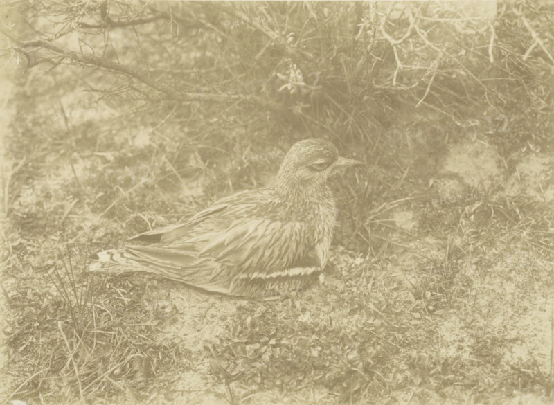 Grill on its nest in Jachtduin in Bloemendaal, Curlew on nest, Jachtduin in Bloemdaal May 17, 1906, cf. Thysse, Intimate life of birds, p. 136, photograph, annotation: 'Grill on nest, p. 136', photographer: Richard Tepe, Netherlands, 1906-05-17, paper, gelatin silver print, developing gelatin silver print, height 163 mm x width 225 mm, A bird with patterned feathers is sitting on the ground among short grasses and low vegetation, with branches and twigs visible behind and above it.