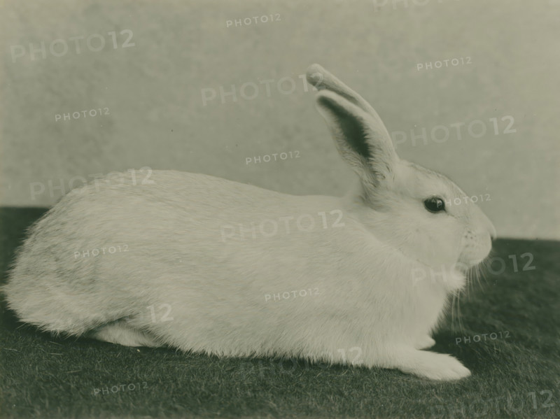 Animal study of a rabbit, photograph, photographer: attributed to Richard Tepe, Netherlands, c. 1900 - c. 1930, Attributed to, paper, gelatin silver print, developing gelatin silver print on photo paper, height 158 mm x width 214 mm, rodents: rabbit, A light-colored rabbit is shown in profile lying on a dark textured surface, with its body fur visible and its head turned slightly forward, one ear upright and another angled back, a dark round eye, whiskers near its nose, and a soft blurred background.