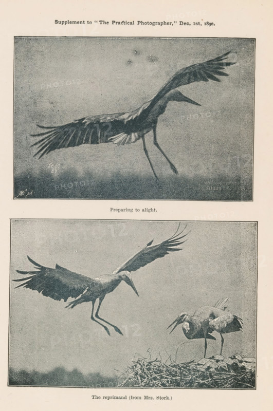 The Reprimand (from Mrs. Stork.), Preparing to Alight, Two stages of a stork's flight, page, photomechanical print, number: 'St 60, 84', monogram: 'AG ph', inscription: 'Supplement to 'The Practical Photographer, ' Dec. 1st, 1890.', cliché maker: unknown, c. 1885 - in or before 1890, unknown, photographer, cliché maker, paper, autotypie, height 197 mm x width 150 mm, Prints on ninth unnumbered page after page 294., shore-birds and wading-birds: stork (animal(s) in motion, positions, expressions of animals), A vertical page with two rectangular photographic prints framed by thin dark borders, each showing large wading birds in flight and on a nest; the top image depicts a single bird captured midair with wings spread wide, elongated neck extended forward, and long legs trailing beneath against a grainy sky, while the lower image shows one bird descending toward a second bird standing on a nest made of twigs and grass, the descending bird with wings outstretched and legs extended and the...
