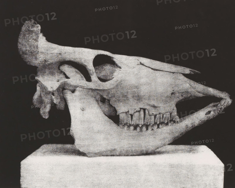 TÊTE DE BOEUF. (PROFIL) 2, 5 nature, Skull of a bovine, in profile, page, photomechanical print, monogram: 'LEL', inscription: 'Ville de Paris. Atelier des Travaux historiques E Lacan dir. Procédé special photo-lithographique.', number: 'Pl. 59.bis', France, cliché maker: Ville de Paris Atelier des Travaux historiques, Paris, publisher: Imprimerie Impériale, supervision: Ernest Lacan, c. 1860 - in or before 1869, photographer, paper, photolithography, height 184 mm x width 231 mm, For location of print in book: see number under 'Inscriptions, Brands'., animals (skeleton of an animal), palaeontology, A grainy black-and-white image showing a side view of an animal skull resting on a rectangular block, with visible eye sockets, nasal cavity, and a row of teeth; the skull has a textured surface with darker hollow areas and lighter worn regions set against a dark background.