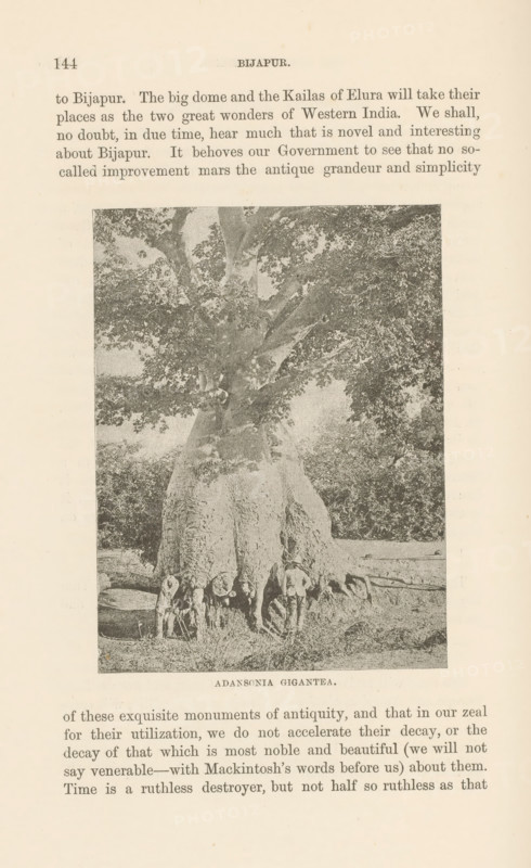 Adansonia gigantea, page, photomechanical print, cliché maker: Lemercier & Cie., Paris, c. 1883 - in or before 1893, photographer, paper, photolithography, height 108 mm x width 80 mm, trees, A large monochrome image of a massive tree with a wide, flared trunk and expansive branches filling the frame, rough textured bark and buttressed roots at the base, foliage forming a dense canopy, smaller vegetation and ground cover around the trunk, and several human figures standing near the base of the tree for scale.