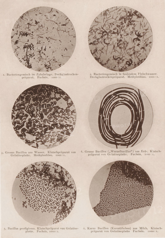 Six microscope images of bacteria and bacilli, page, photomechanical print, number: 'Tafel I.', inscription: '1. Bacteriegemisch im Zahnbelage. Deckglassrockenpräparat. Fuchsin. 1000:1. 2. Bacteriegenomic in faulendem Fleischwasser. Deckglassrockenpräparat. Methylenblau. 1000:1. 3. Grosse Bacillien aus Wasser. Klatschpräparat von Gelatineplatte. Methylenblau. 1000:1. 4. Gross Bacilli (Wurzelbacillus) from Erde. Klatschpräparat von Gelatineplatte. Fuchsin. 1000:1. 5. Bacillus prodigiosus. Klatschpräparat von Gelatineplatte. Fuchsin. 1000:1. 6. Kurze Bacillien (Kurzstäbchen) from Milch. Klatschpräparat von Gelatineplatte. Fuchsin. 1000:1.', photographer: Carl Günther, Berlin, maker: Friedrich Julius Klinkhardt, Leipzig, c. 1880 - in or before 1890, Saxony, paper, collotype, photoprint, height 242 mm x width 164 mm, Prints in section at the back., unicellular animals, bacteria, bacilli, A rectangular sheet shows six circular microscope views arranged in three rows, with two circles per ro...