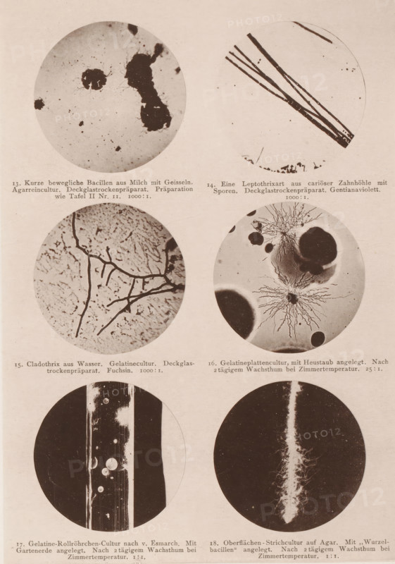 Six microscope images of bacteria, eubacteria and bacilli, page, photomechanical print, inscription: '13. Kurze movliche Bacillien aus Milch mit Geisseln. Agarrainculture. Deckglassrockenpräparat. Präparation wie Tafel II No. 11. 100:1. 14. Eine Leptothrixart aus carioser Zahnhöhle mit Sporen. Deckglassrockenpräparat. Gentianaviolett. 1000:1. 15. Cladothrix aus Wasser. Gelatin culture. Deckglassrockenpräparat. Fuchsin. 1000.1. 16. Gelatinplattencultur, mit Heustaub angelegt. After 2 days of warm weather at Zimmertemperatur. 25:1. 17. Gelatin-Rollröhrchen-Cultur nach v. Esmarch. With Gartenerde angelegt. After 2 days of waiting at Zimmertemeratur. 1:1. 18. Oberflächen-Strichcultur auf Agar. With Wurzelbacilli angelegt. After 2 days of waiting at Zimmertemeratur. 1:1.', number: 'Tafel III.', photographer: Carl Günther, Berlin, maker: Friedrich Julius Klinkhardt, Leipzig, c. 1880 - in or before 1890, Saxony, paper, collotype, photoprint, height 242 mm x width 165 mm, Prints in section at ...