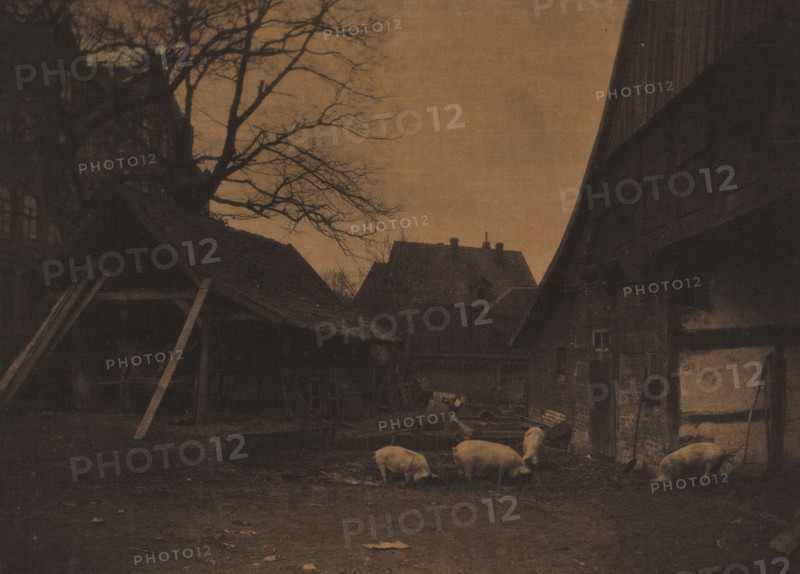 Farm yard, with pigs, Netherlands, photograph, photographer: attributed to Alb. Kapteijn, The Hague, c. 1900 - c. 1925, Attributed to, paper, pasteboard, platinum process, platinum print on textile, height 149 mm x width 203 mm, height 162 mm x width 213 mm, farm or solitary house in landscape, A dimly lit courtyard scene shows several pigs foraging on muddy ground in the foreground, surrounded by aged buildings with sloping roofs and worn walls; a leafless tree with sprawling branches rises against a muted sky on the left, wooden beams and a simple shelter structure lean in the midground, and stacked planks and scattered debris sit near the buildings on the right.