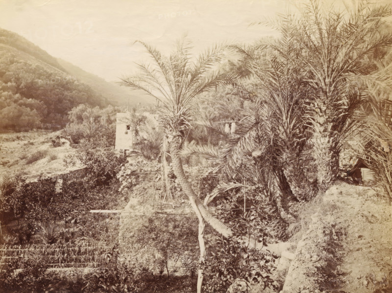 Landscape with palm trees and hills, photograph, Part of a French artist's album., c. 1880 - c. 1900, photographer, paper, albumen print, height 190 mm x width 248 mm, landscapes in tropical and sub-tropical regions, A sepia-toned landscape showing a slope covered in dense vegetation with several tall palm trees in the foreground, their fronds spreading outward and trunks textured and fibrous; a rectangular stone or stucco building with a small opening sits partially obscured among the foliage; terraces, low stone walls, and patches of shrubs and smaller plants fill the midground while a wooded hillside rises in the background beneath a pale sky.