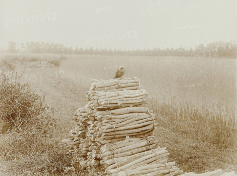 Dohle sitzend auf einem Knüppelholzhaufen, Jackdaw on a pile of coppices in an open field, photograph, title: 'Dohle sitzend auf einem Knüppelholzhaufen', signature: 'foto R. Tepe', photographer: Richard Tepe, Netherlands, 1900 - 1930, paper, baryta paper, daylight collodion silver print, daylight collodion silver print on baryta paper, height 168 mm x width 225 mm, depicted in Strijbos et al., Winter A year of nature life, pl. 34 (cutout) (Jantje, the jackdaw), A faded sepia-toned scene shows a field with tall grasses extending toward a distant tree line under a pale sky, a narrow grassy path running alongside the field, a pile of bundled logs stacked in the foreground with rope around them, a small bird perched atop the uppermost bundle, and scattered low vegetation and tangled brush near the path and base of the woodpile.