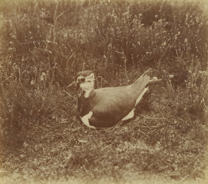 Bird on heath, photograph, mark: 'T&M = Trapp & Münch', photographer: Richard Tepe, Netherlands, c. 1900 - c. 1940, paper, albumen process, matte albumen print, height 104 mm x width 121 mm, birds, A sepia-toned photograph showing a ground-dwelling bird with a rounded body and patterned plumage sitting on a nest of dried grass amid low vegetation, with blurred grasses and small plants filling the background and foreground.