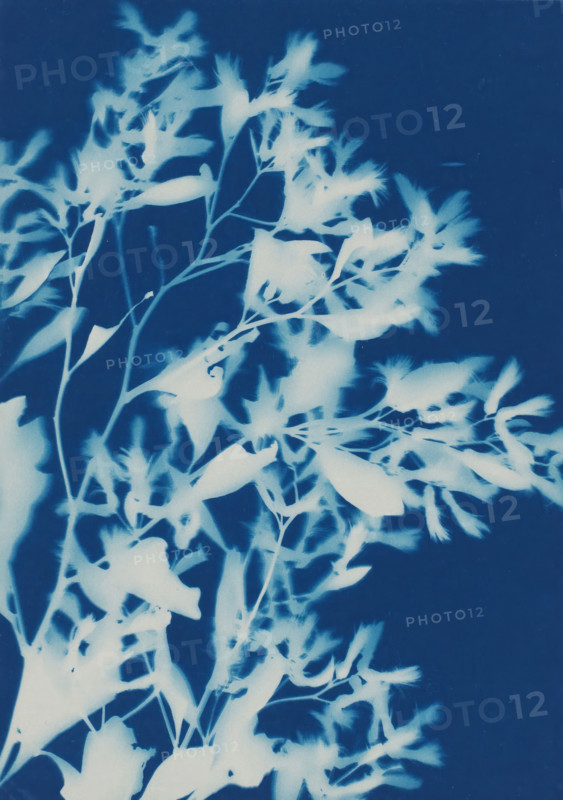Plant (Blossoms from Bush, Savannah, Ga.), photograph, photographer: attributed to Bertha E. Jaques, United States of America, 1900 - 1915, North America, Attributed to, pasteboard, paper, cyanotype, height 177 mm x width 126 mm, height 305 mm x width 252 mm, A blue-toned image showing pale silhouettes of delicate plant stems, leaves, and feathery blooms against a darker background, with varied leaf shapes and thin branching structures creating an overlapping, organic pattern.